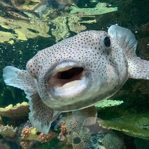 Meet your Posher, Willow